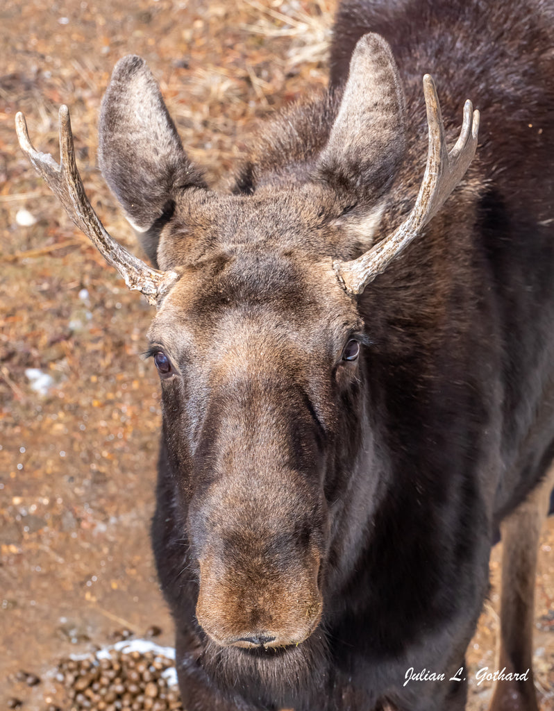 Young Male Moose