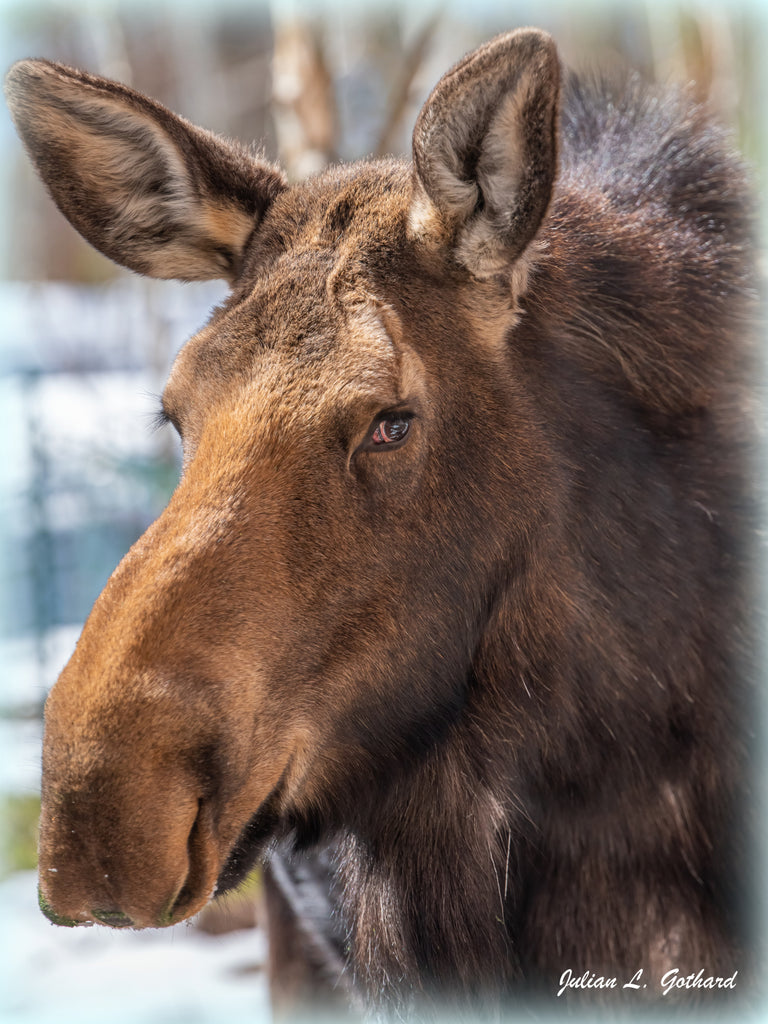 A Female Moose in Winter