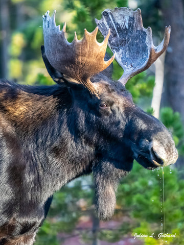 Bull Moose at a Watering Hole