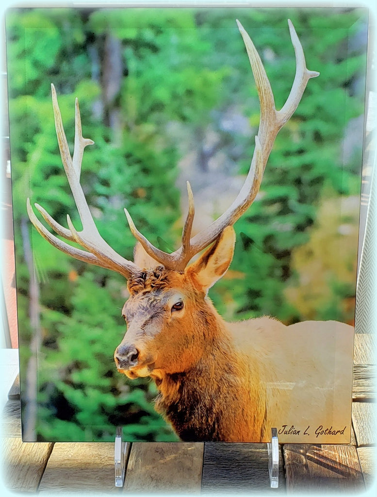 Bull Elk