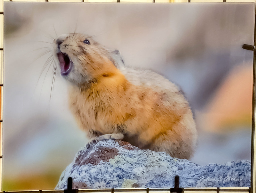 Roaring Pika at Mount Evans