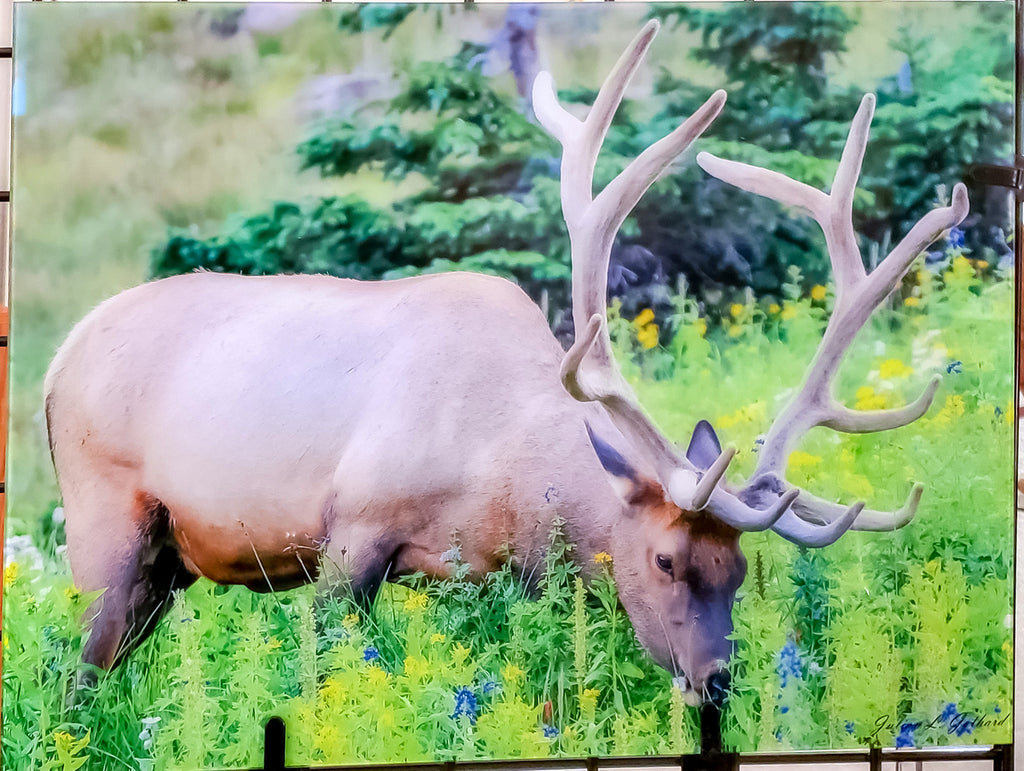 Bull Elk Chowing Down on a Field of Wildflowers