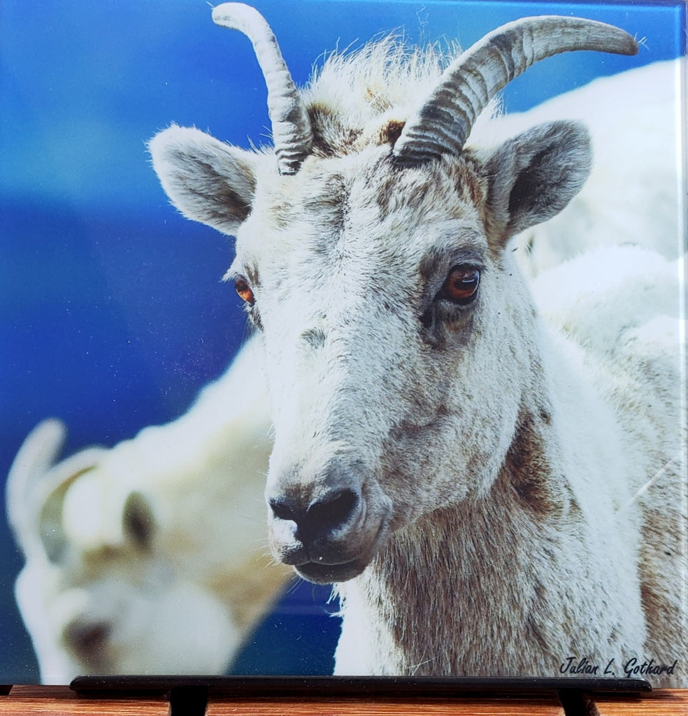 Rocky Mountain Bighorn Sheep