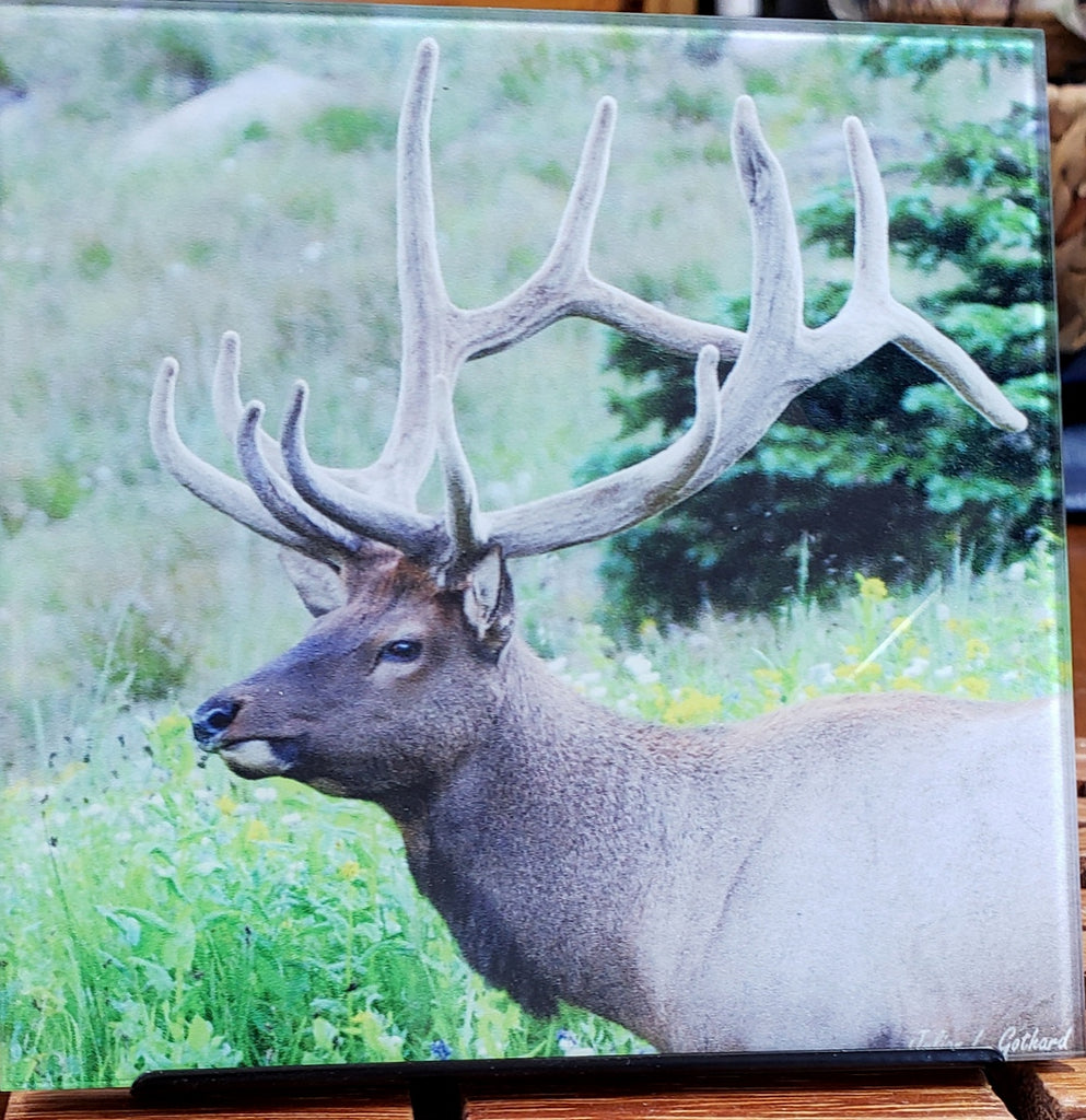 Bull Elk eating wildflowers