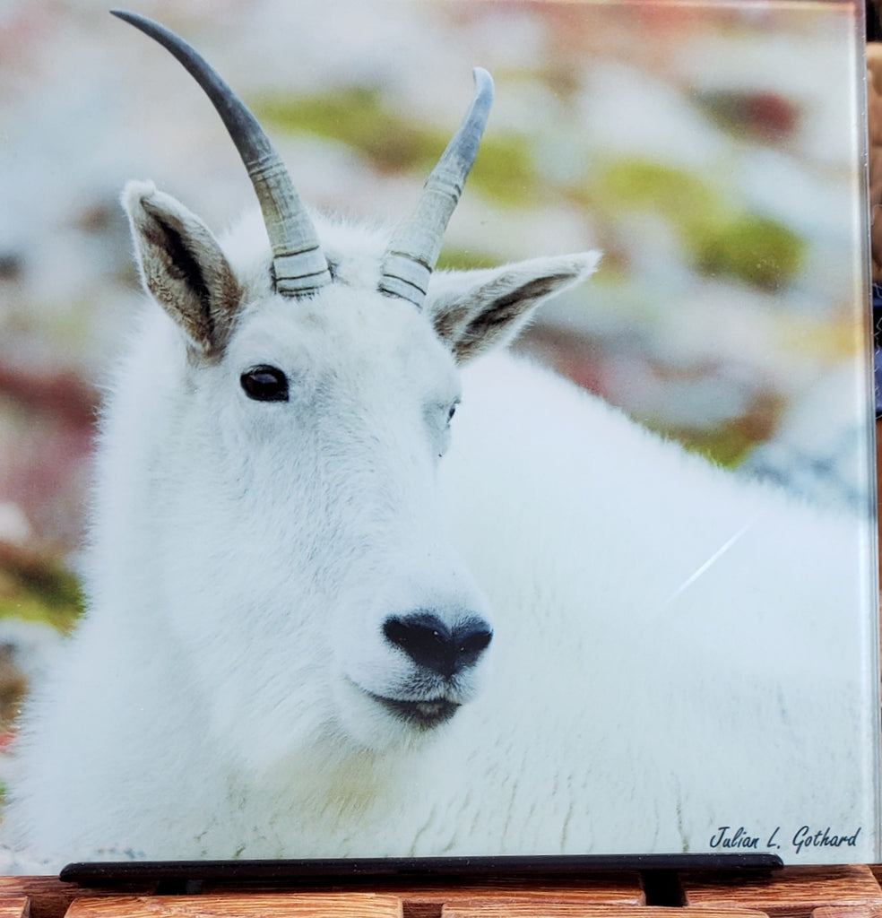 Rocky Mountain Goat