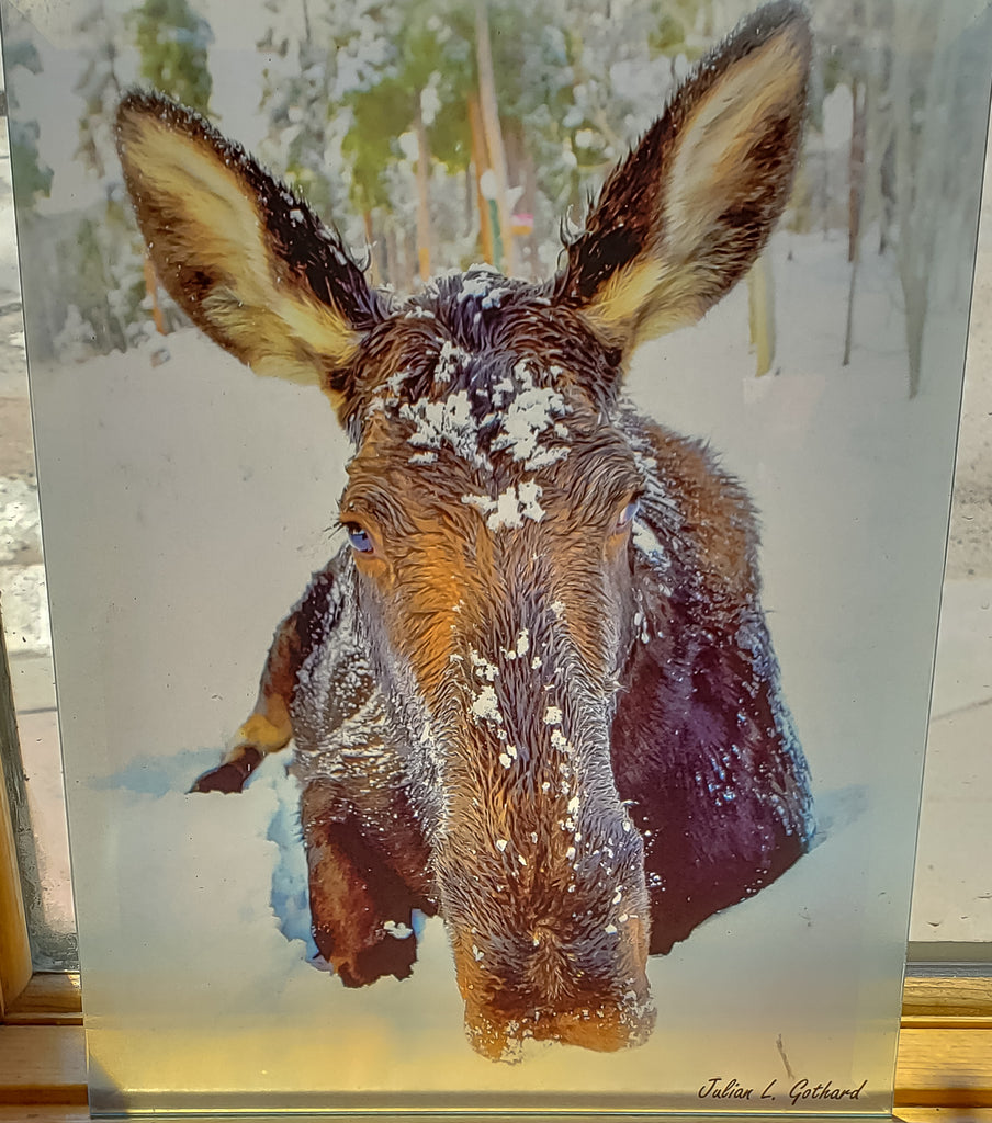 A Moose Named Willow