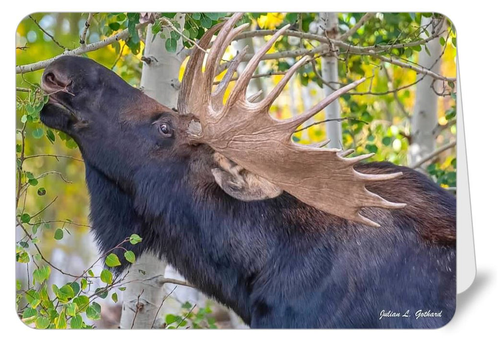 Bull Moose in the Autumn