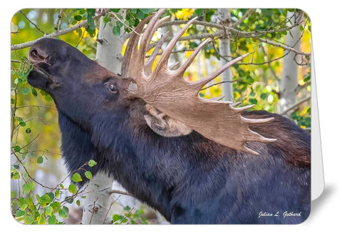 Bull Moose in the Autumn