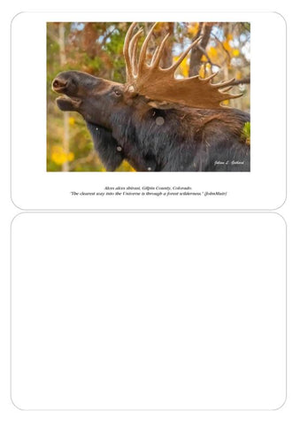 Bull Moose in the Autumn