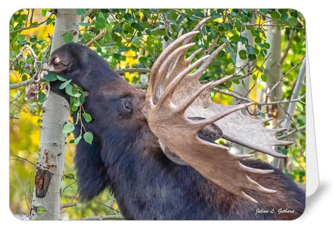 Bull Moose in the Autumn