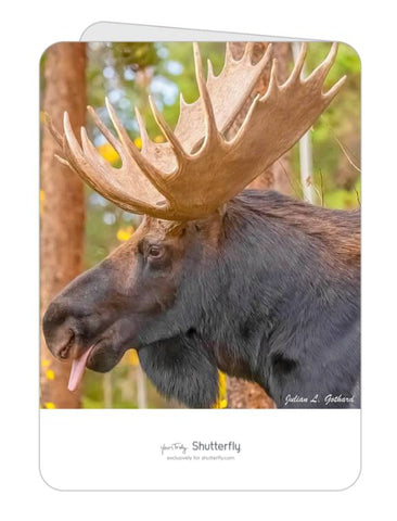 Bull Moose in the Fall