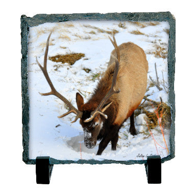 Bull Elk Foraging For Roots and Shoots
