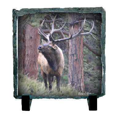 Bull Elk Bugling
