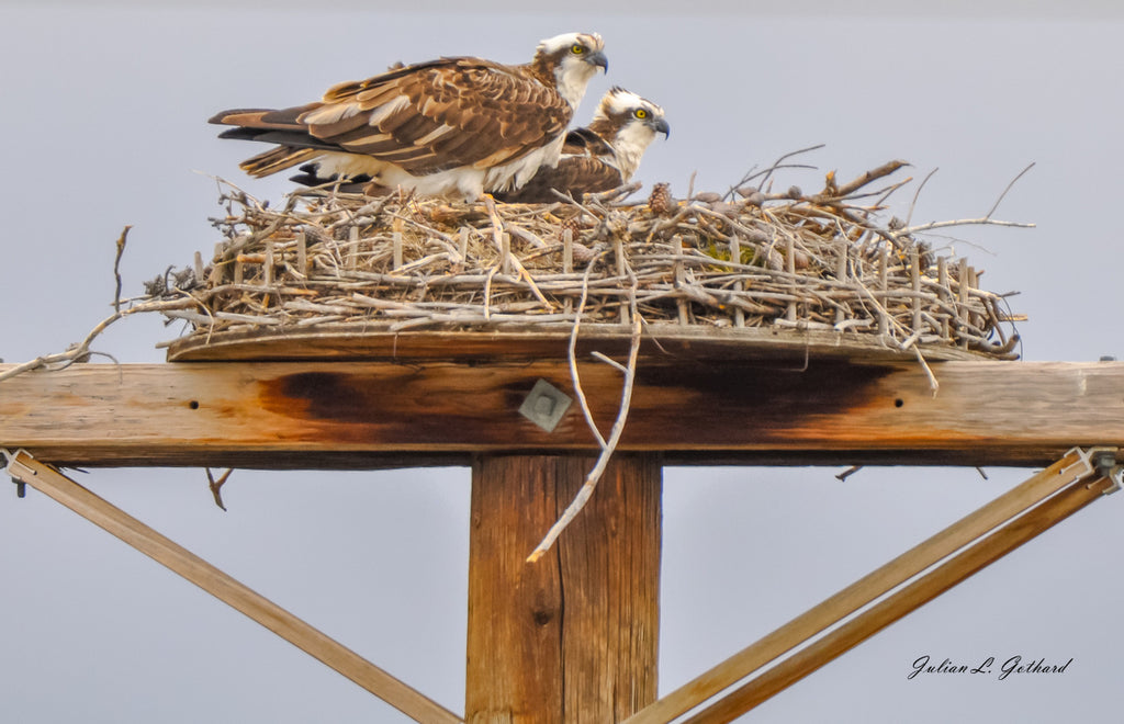 Pair of Western Osprey