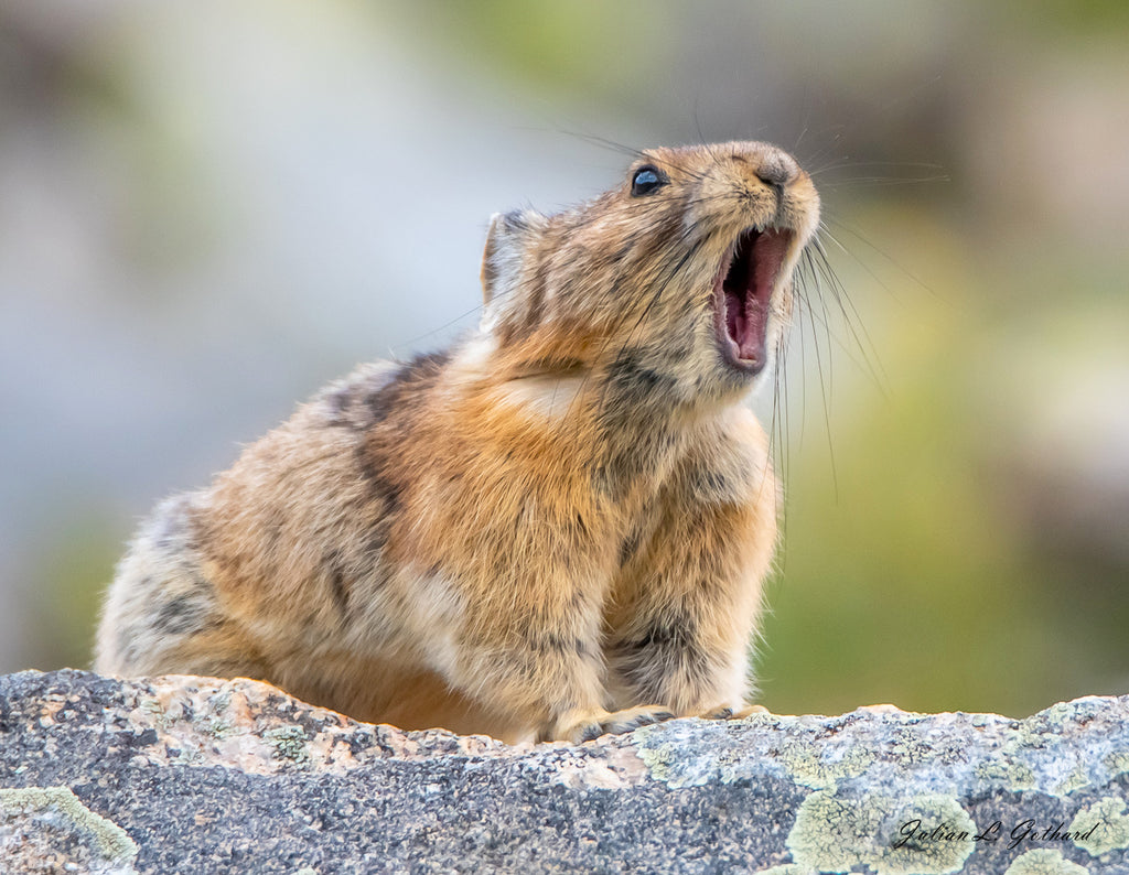 Pika's Warning Call