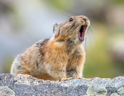 Pika's Warning Call