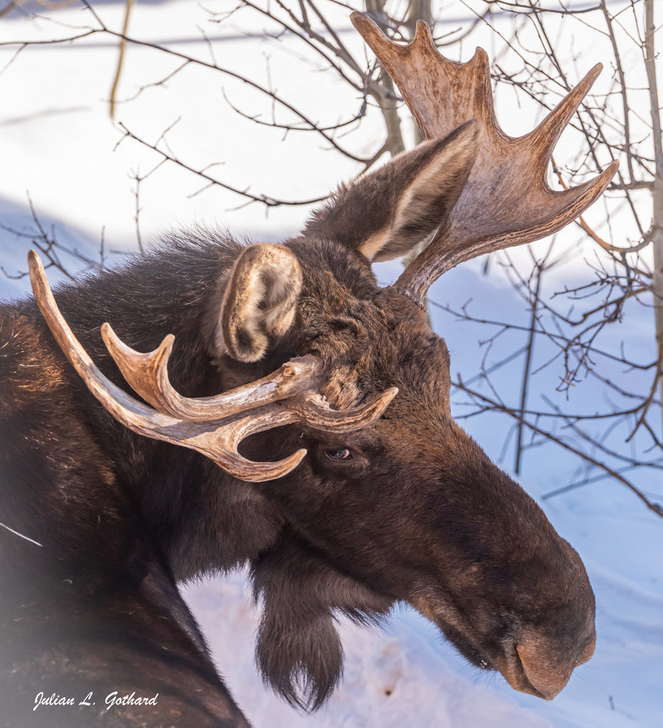 Young Bull Moose