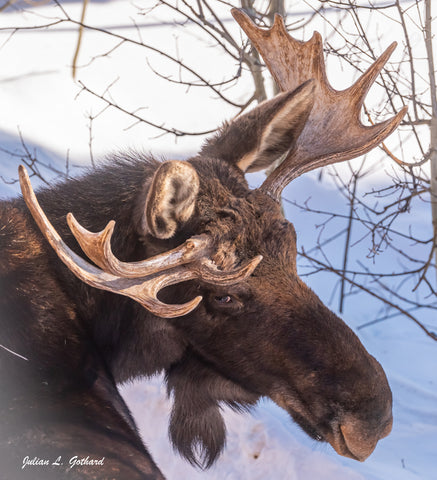Young Bull Moose