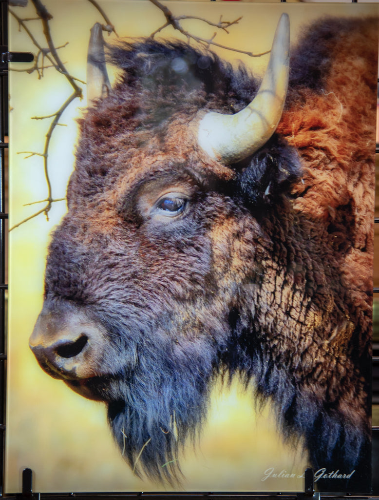 Bison at the Rocky Mountain Arsenal
