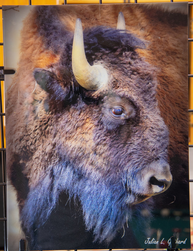 The beauty of Tatanka