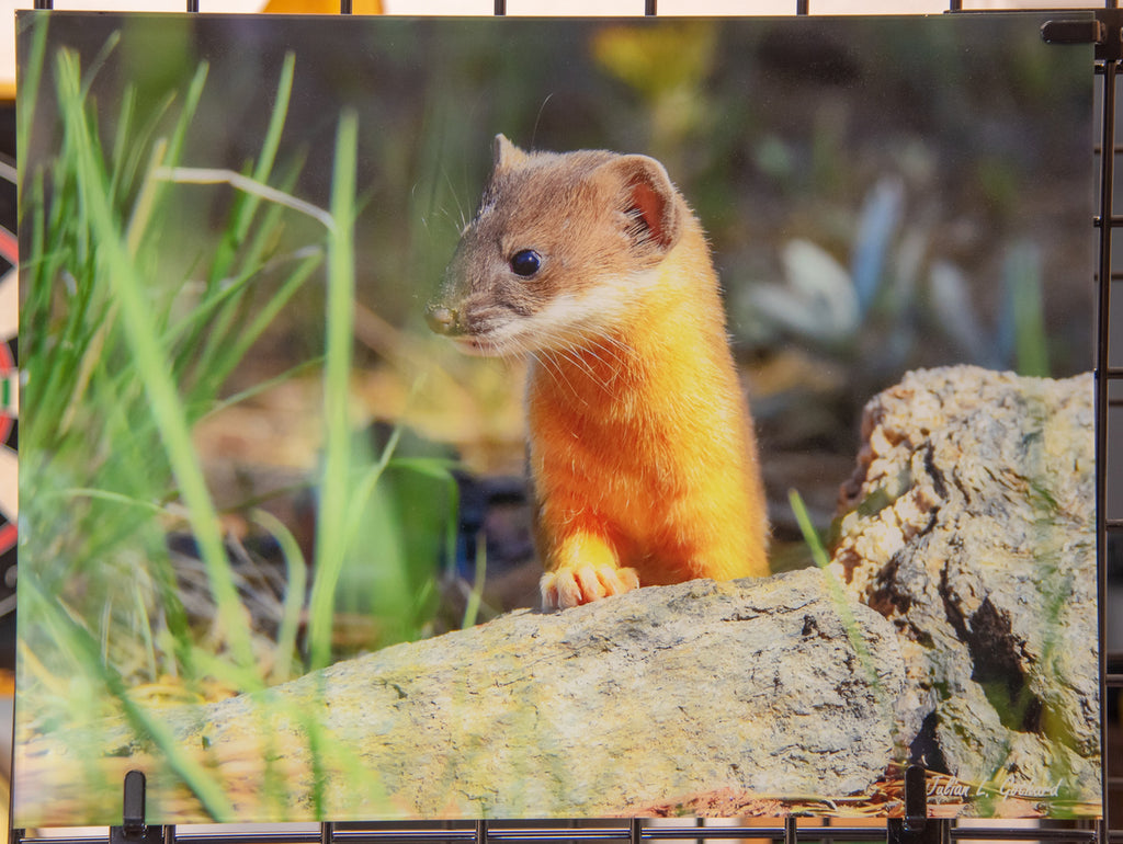 Long-tailed Weasel