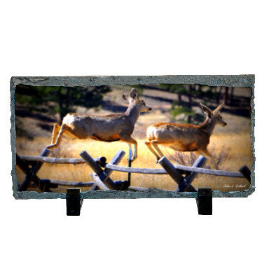 Mule Deer Steeplechase