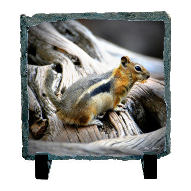 Golden Mantled Ground Squirrel at RMNP