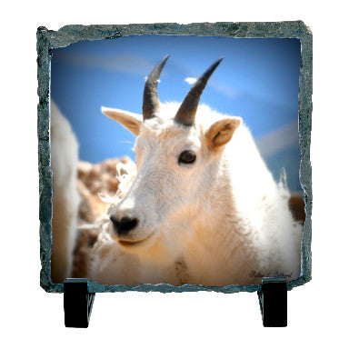 Rocky Mountain Goat