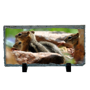 Ground Squirrel Colony