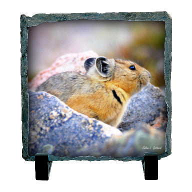 Pika in Rock Field