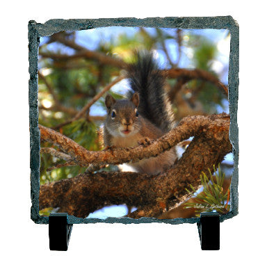 Pine Squirrel on the Lookout