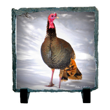Rocky Mountain Wild Turkey