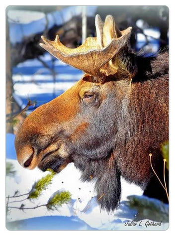 A Moose Called Adam