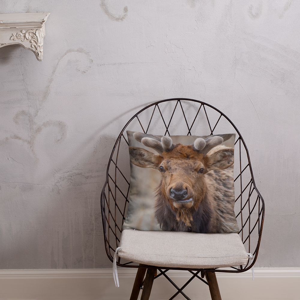 Rocky Mountain Bull Elk in the Velvet