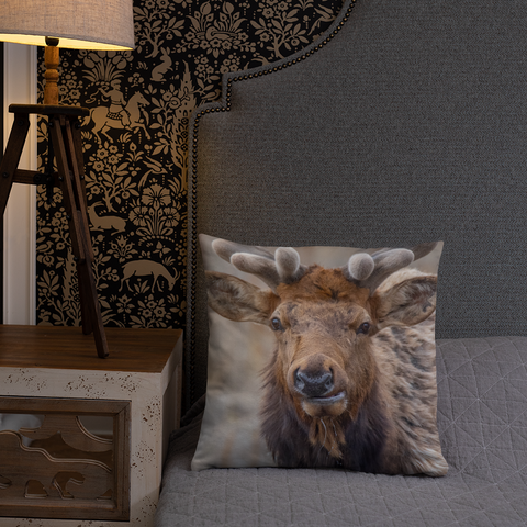 Rocky Mountain Bull Elk in the Velvet