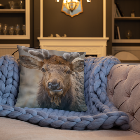 Rocky Mountain Bull Elk in the Velvet