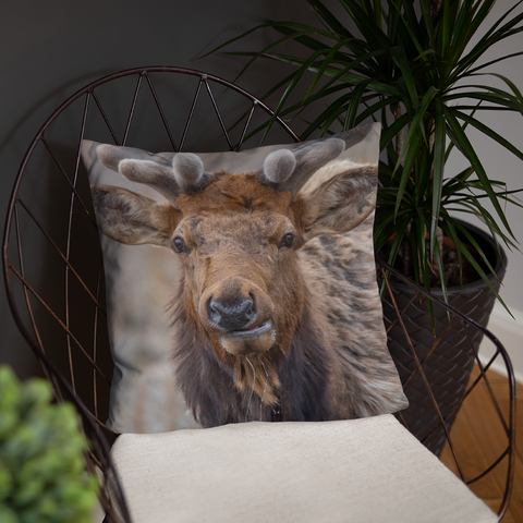 Rocky Mountain Bull Elk in the Velvet