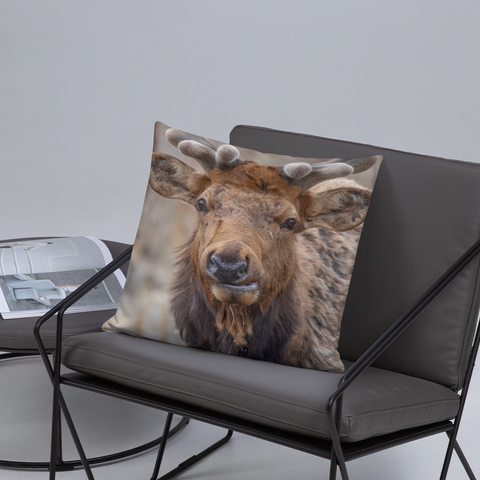 Rocky Mountain Bull Elk in the Velvet