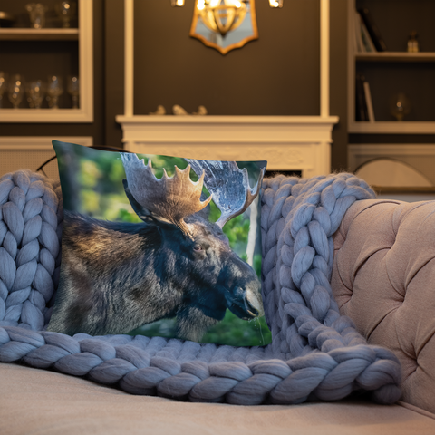 Bull Moose Drinking