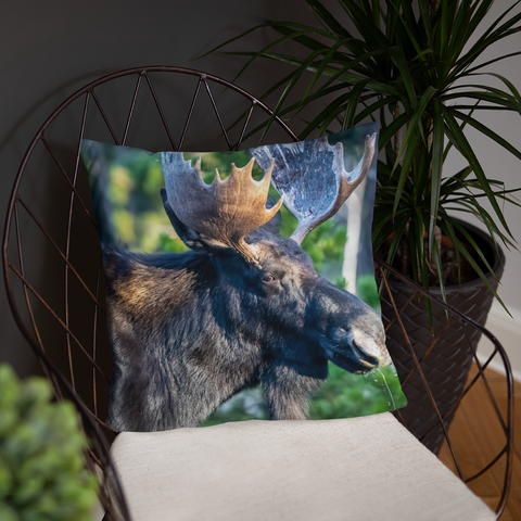 Bull Moose Drinking