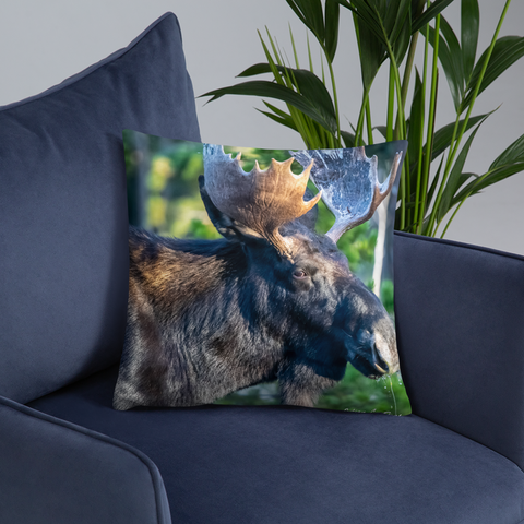 Bull Moose Drinking