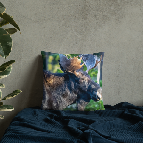 Bull Moose Drinking