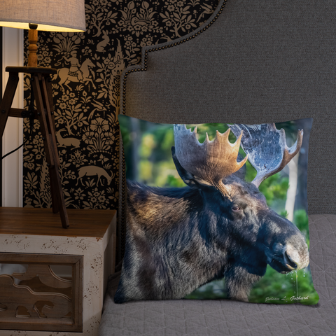 Bull Moose Drinking