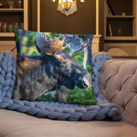 Bull Moose Drinking