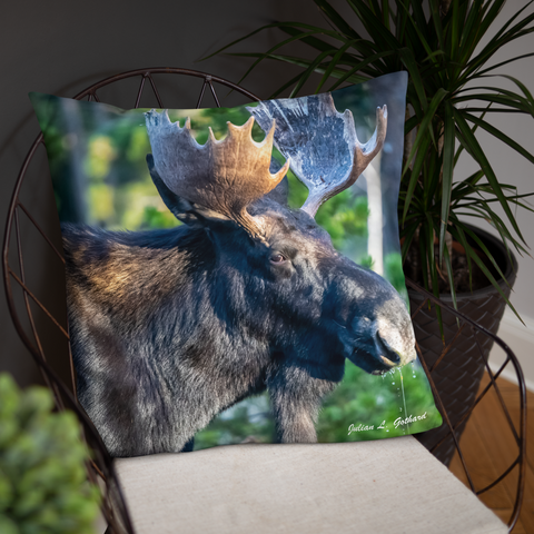 Bull Moose Drinking