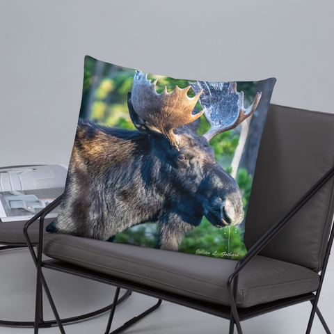 Bull Moose Drinking