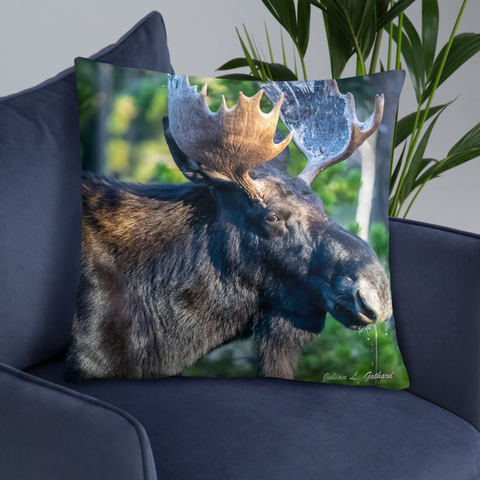 Bull Moose Drinking