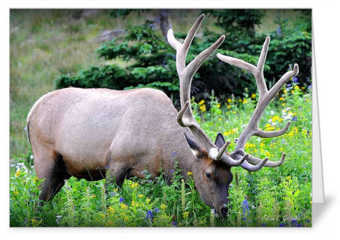 Bull Elk in wildflowers @ RMNP