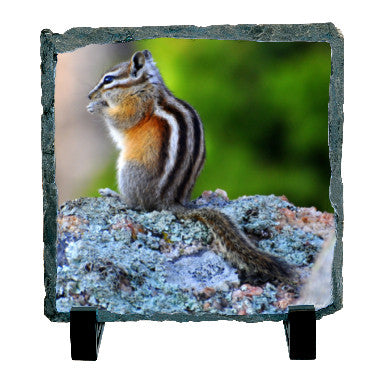 Colorado Chipmunk