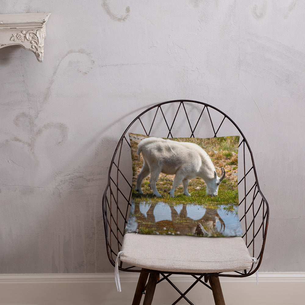 Rocky Mountain Goat Reflecting Pool